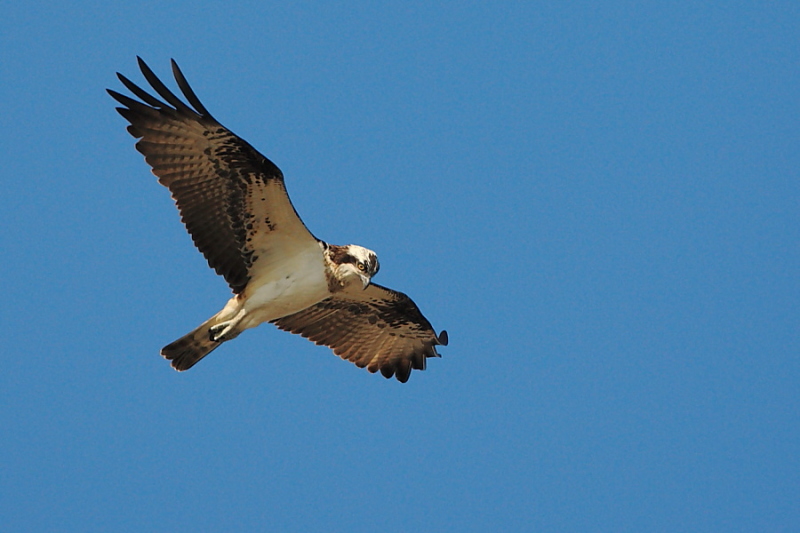 Falco pescatore